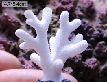 Fish Tank Decoration, Sea Water Tank, Starfish Resin Ornaments