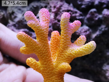 Fish Tank Decoration, Sea Water Tank, Starfish Resin Ornaments