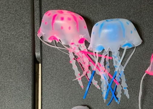 Jellyfish