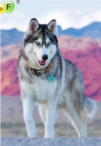 DPF DIY Husky 5D Crafts Home Decor Diamond Painting Cross  Diamond Embroidery Wall Painting Diamond Mosaic Kit Full Square