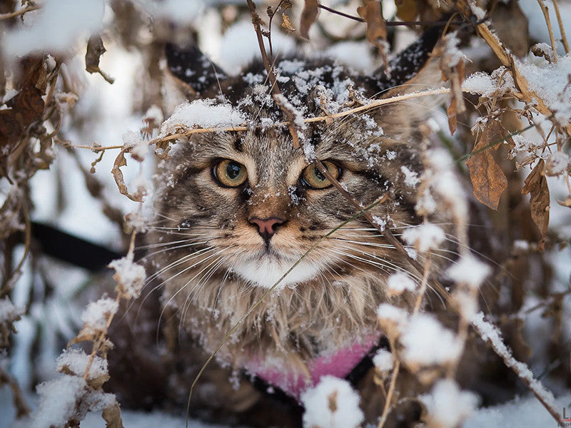 Diamond Painting Cat Bead Embroidery Diamond Mosaic Winter Picture